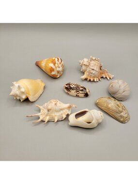 Sea Shells Mixed Lot Crafting Display Education Mixed Types Colors Lot of 8
